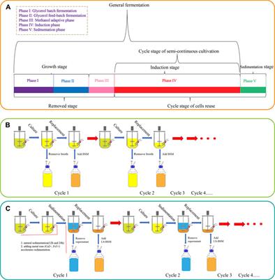 Green Process: Improved Semi-Continuous Fermentation of Pichia pastoris Based on the Principle of Vitality Cell Separation